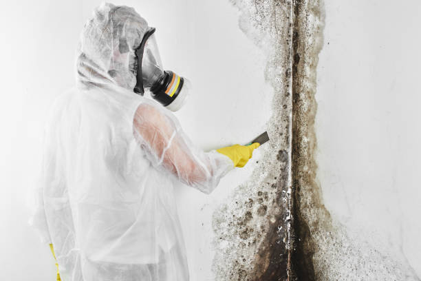 Best Mold Remediation Experts  in El Reno, OK