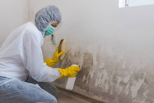 Reliable El Reno, OK Mold Removal Solutions