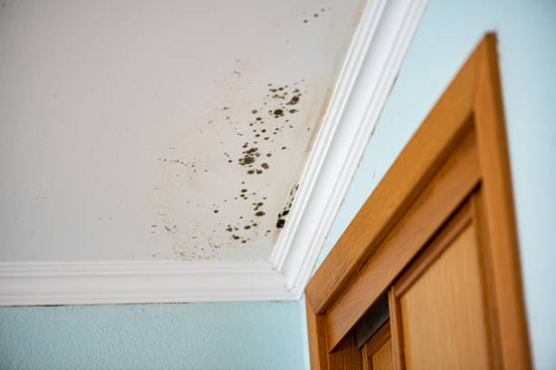 Best Attic Mold Removal  in El Reno, OK