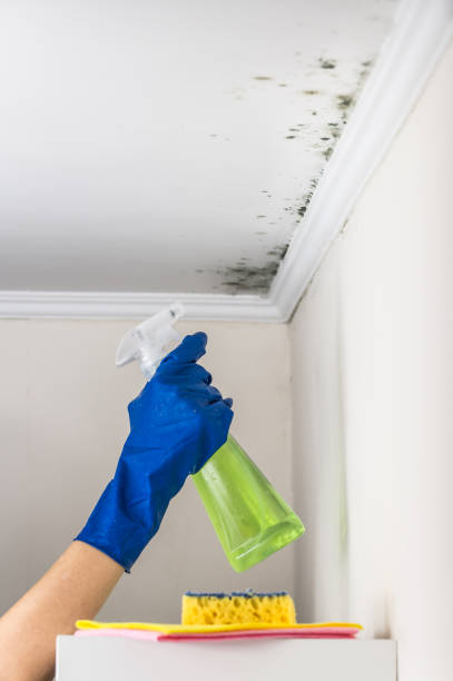 Best Certified Mold Removal  in El Reno, OK